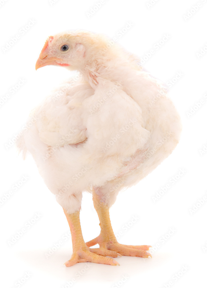 AdobeStock_372482791_Preview