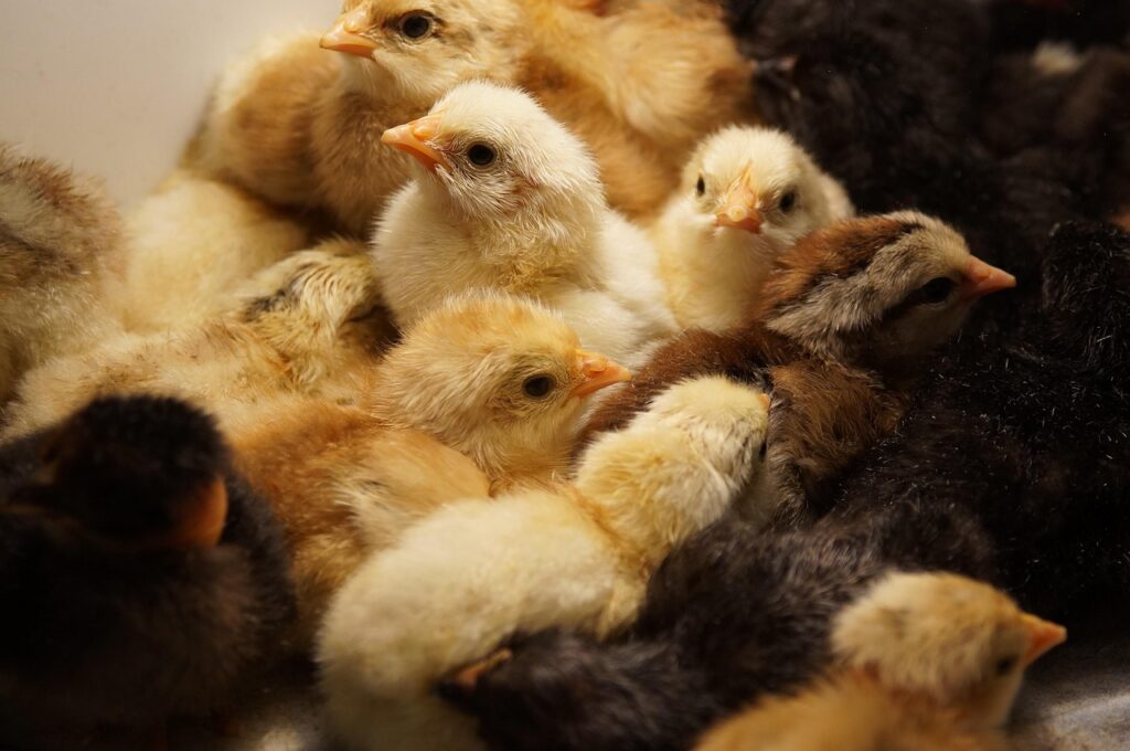 chickens-7763394_1280