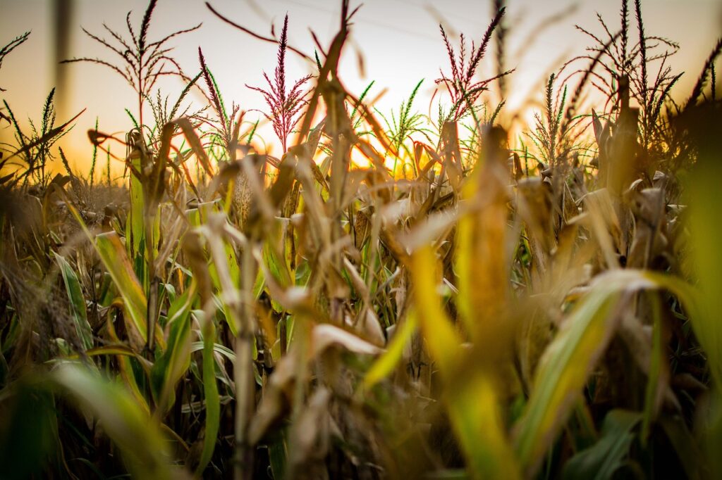 corn-5134436_1280 (1)