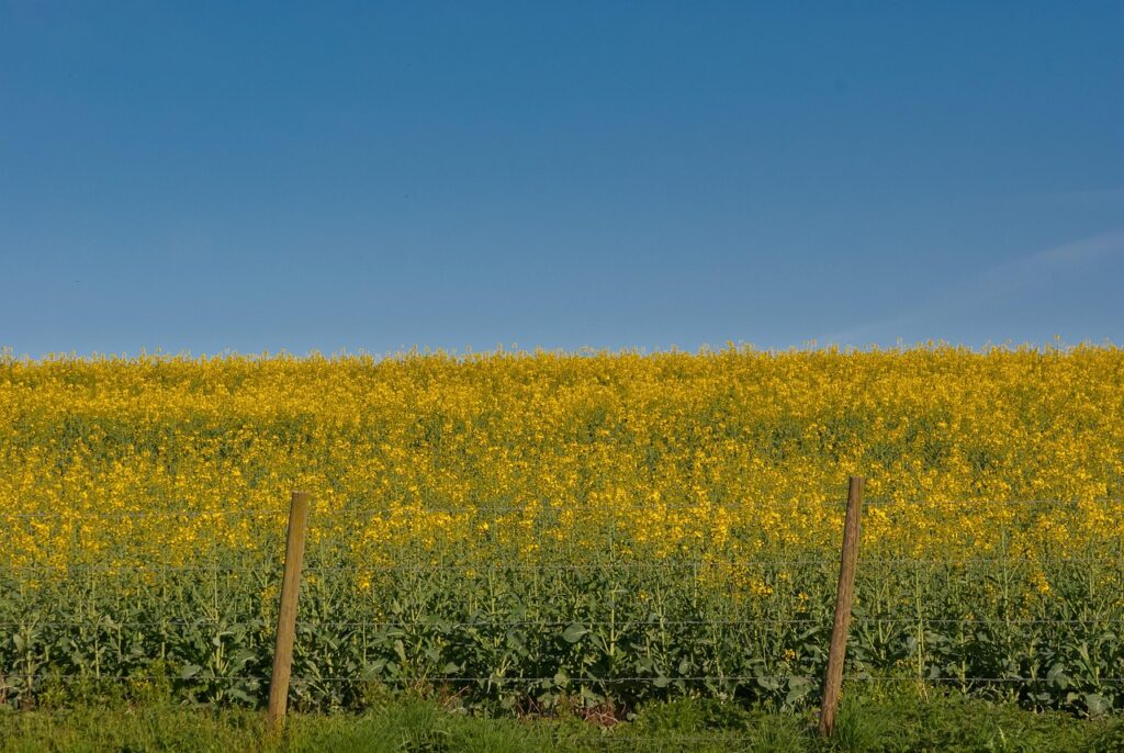 landscape-3348027_1280